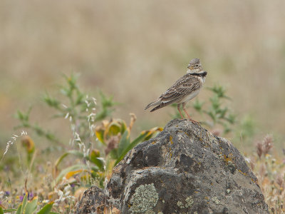 Kalanderleeuwerik / Calandra lark / Melanocorypha calandra