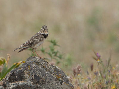 Kalanderleeuwerik / Calandra lark / Melanocorypha calandra