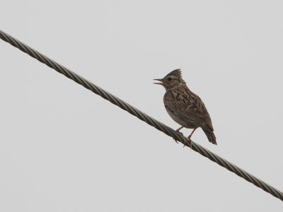 Boomleeuwerik / Woodlark / Lullula arborea