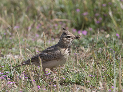 Kuifleeuwerik / Crested Lark / Galerida cristata