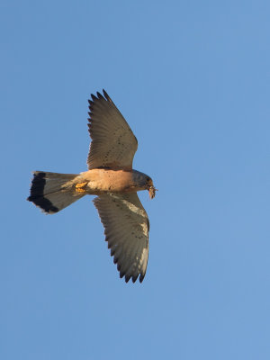 Kleine torenvalk / Lesser Kestrel / Falco naumanni