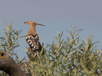 Hop / Hoopoe / Upupa epops