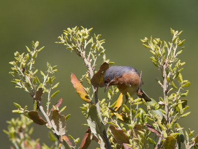 Westelijke Baardgrasmus / Subalpine warbler / Sylvia cantillans