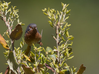 Westelijke Baardgrasmus / Subalpine warbler / Sylvia cantillans