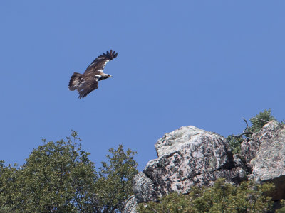 Spaanse keizerarend / Spanish Imperial Eagle / Aquila adalberti