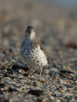 Amerikaanse oeverloper / Spotted Sandpiper / Actitis macularius 