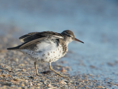 Amerikaanse oeverloper / Spotted Sandpiper / Actitis macularius 