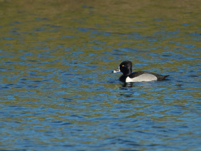 Ringsnaveleend / Ring-necked Duck / Aythya collaris