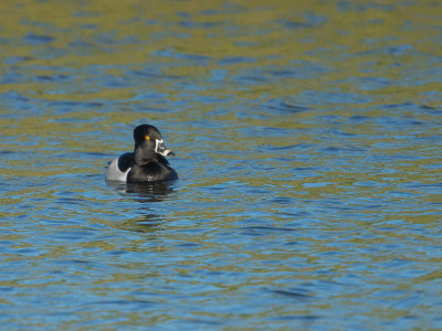 Ringsnaveleend / Ring-necked Duck / Aythya collaris