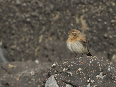 Woestijntapuit / Desert Wheatear / Oenanthe deserti