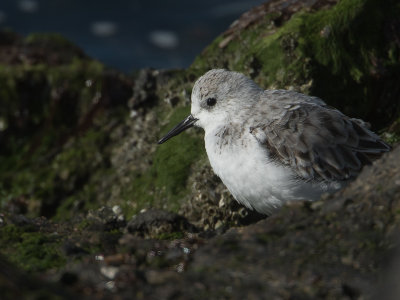 Drieteenstrandloper / Sanderling / Calidris alba