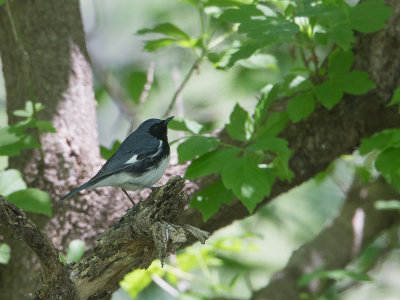 Black-throated Blue Warbler / Blauwe zwartkeelzanger / Setophaga caerulescens 
