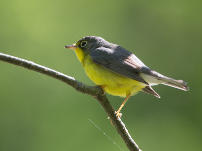 Canada Warbler / Canadese Zanger / Cardellina canadensis 