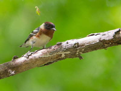 Bay-breasted Warbler / Kastanjezanger / Setophaga castanea 