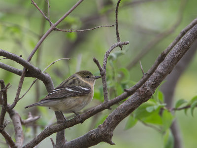 Bay-breasted Warbler / Kastanjezanger / Setophaga castanea 