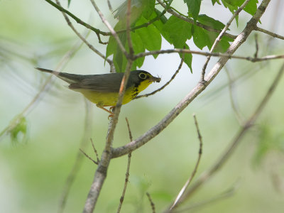 Canada Warbler / Canadese Zanger / Cardellina canadensis 