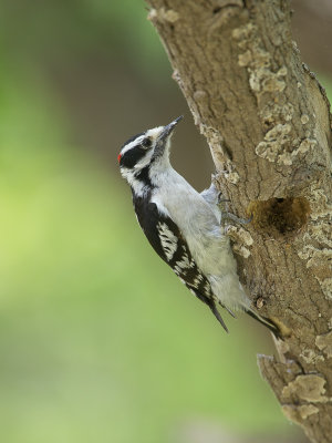 Downy woodpecker / Donsspecht / Picoides pubescens 