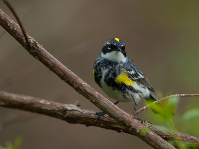 Myrtle Warbler / Mirtezanger / Setophaga coronata
