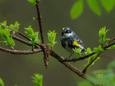 Myrtle Warbler / Mirtezanger / Setophaga coronata