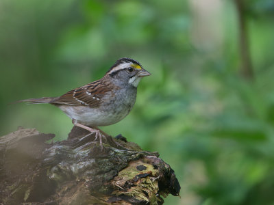 White-throated Sparrow / Witkeelgors / Zonotrichia albicollis