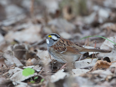 White-throated Sparrow / Witkeelgors / Zonotrichia albicollis 