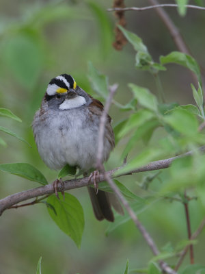White-throated Sparrow / Witkeelgors / Zonotrichia albicollis 