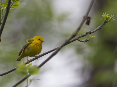 American Yellow Warbler / Gele zanger / Setophaga aestiva 