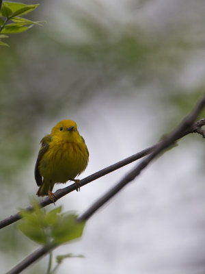 American Yellow Warbler / Gele zanger / Setophaga aestiva 