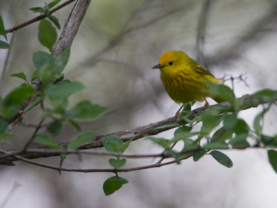 Yellow Warbler / Gele zanger / Setophaga aestiva 