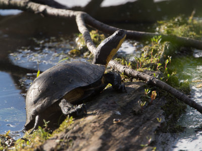 Amerikaanse Moerasschildpad / Blanding's Turtle / Emydoidea blandingii 