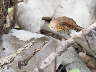 Eastern Fox Snake / Pantherophis gloydi