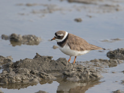 Bontbekplevier / Ringed Plover / Charadrius hiaticula 