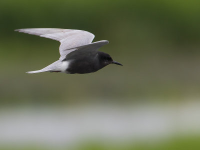 Zwarte stern / Black Tern / Chlidonias niger