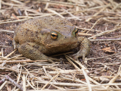 Common Toad / Gewone pad / Bufo bufo