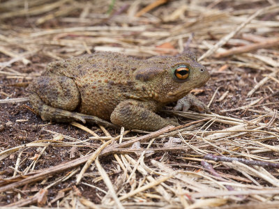 Common Toad / Gewone pad / Bufo bufo