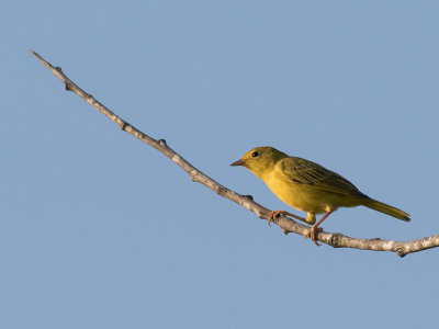 Yellow Warbler / Gele zanger / Setophaga aestiva