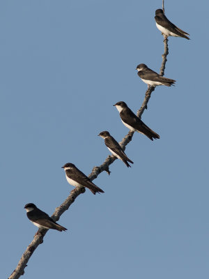 Tree Swallow / Boomzwaluw / Tachycineta bicolor