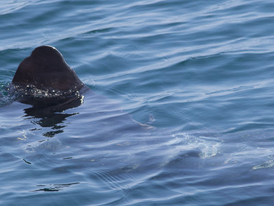 Maanvis / Sunfish / Mola mola