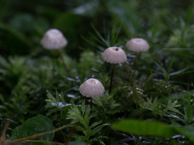Marasmius rotula / Wieltje / Pinwheel Mushroom