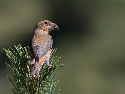 Kruisbek / Red Crossbill / Loxia curvirostra 