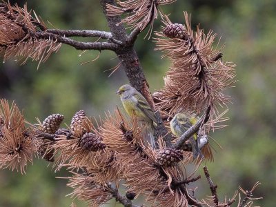 Citroensijs / Citril Finch / Carduelis citrinella