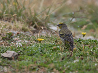 Citroensijs / Citril Finch / Carduelis citrinella