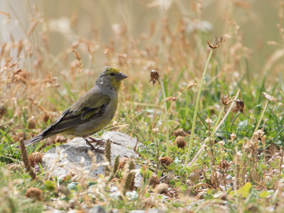 Citroensijs / Citril Finch / Carduelis citrinella