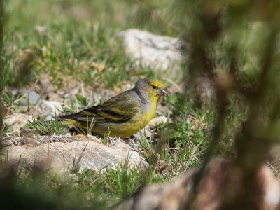 Citroensijs / Citril Finch / Carduelis citrinella