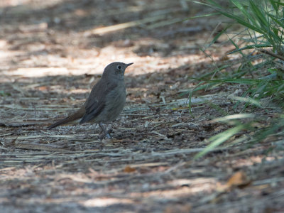 Nachtegaal / Common Nightingale / Luscinia megarhynchos 