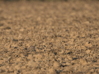 Griel / Eurasian Stone-curlew / Burhinus oedicnemus