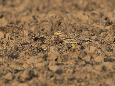 Griel / Eurasian Stone-curlew / Burhinus oedicnemus