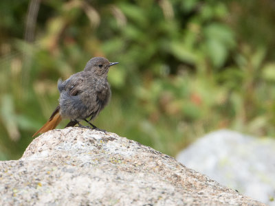 Zwarte roodstaart / Black Redstart / Phoenicurus ochruros