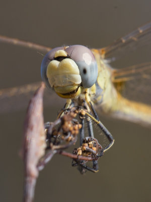 Zwervende heidelibel / Red-veined Darter / Sympetrum fonscolombii 