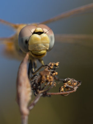 Zwervende heidelibel / Red-veined Darter / Sympetrum fonscolombii 